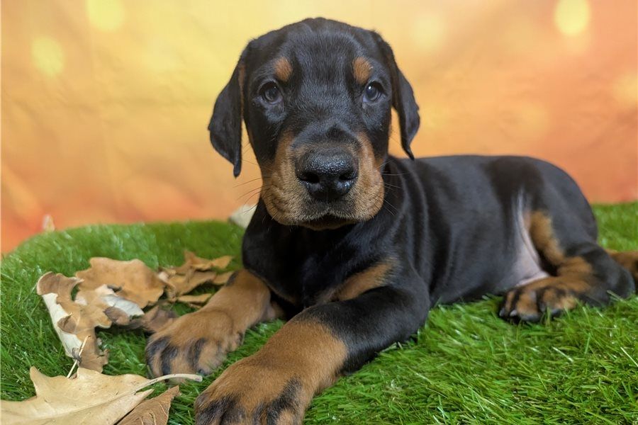 Reinrassige dobermann welpen