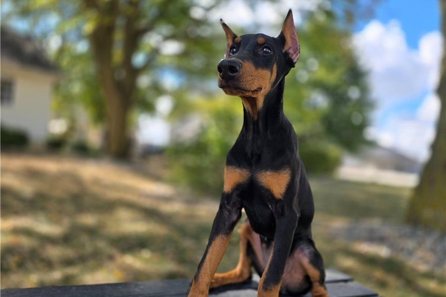 Reinrassige dobermann welpen