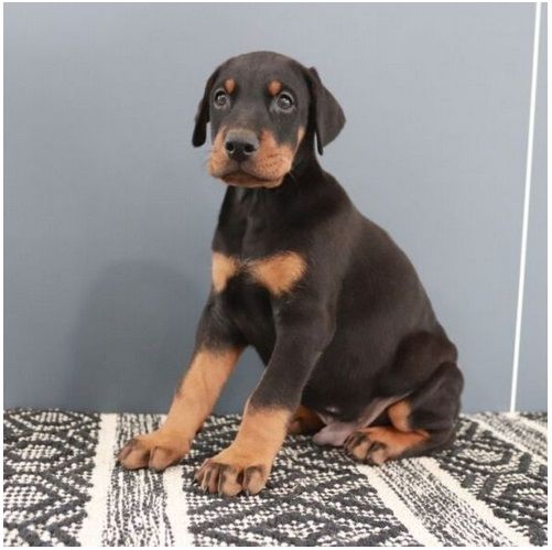 Reinrassige dobermann welpen
