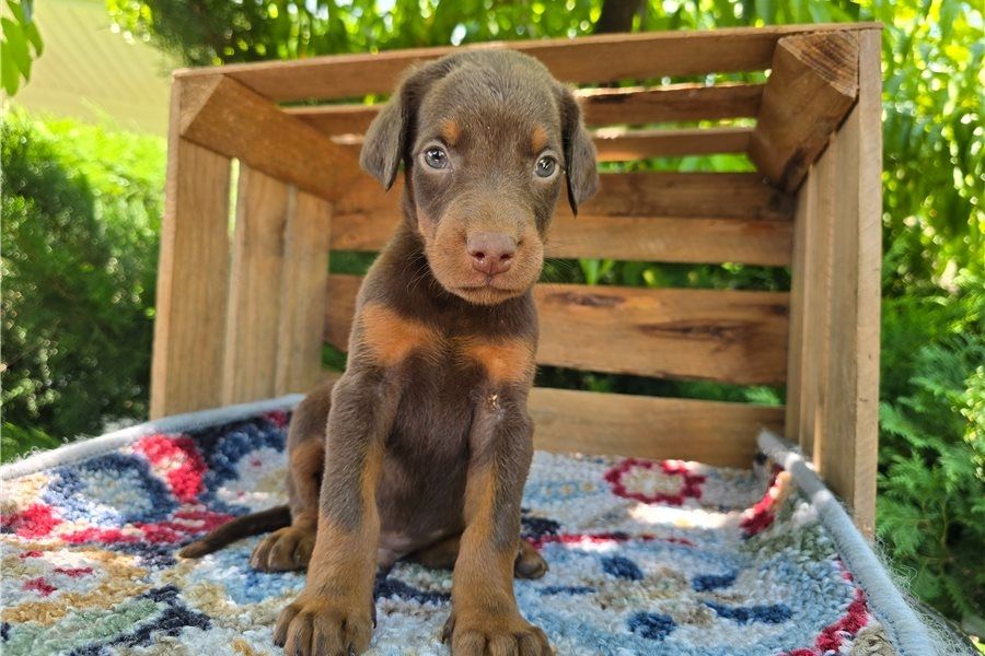 Reinrassige dobermann welpen