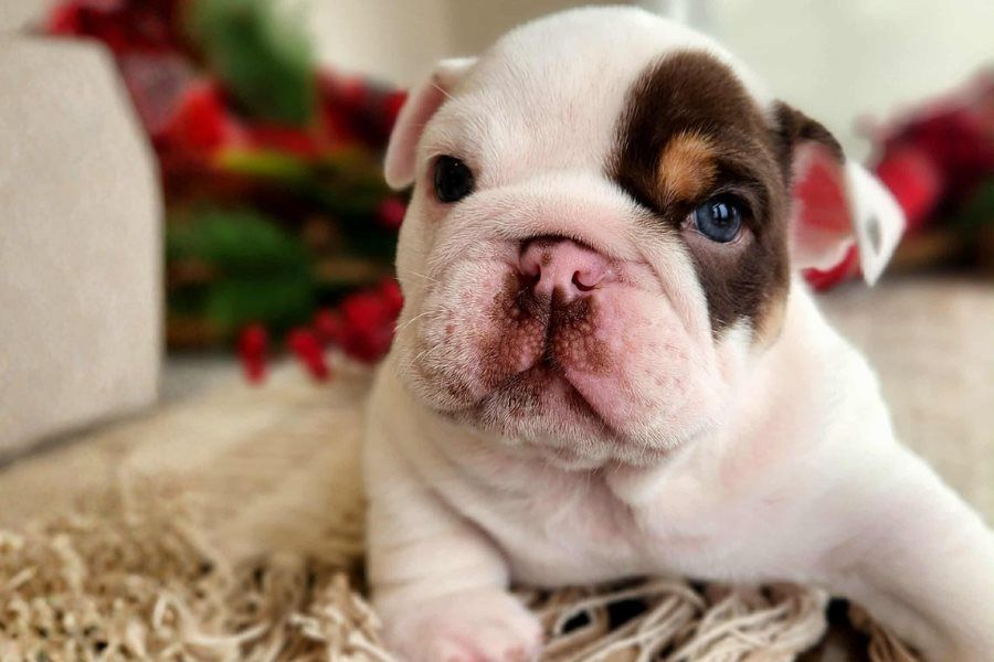 Reinrassige Englische Bulldoggen welpen
