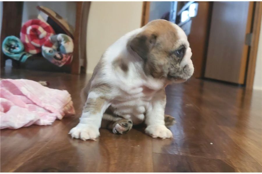 Reinrassige Englische Bulldoggen welpen