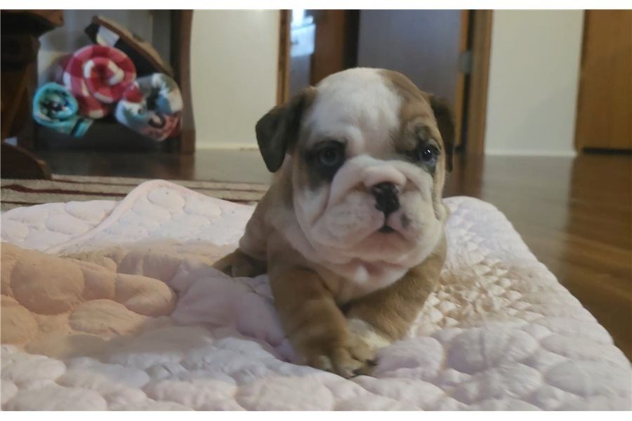 Reinrassige Englische Bulldoggen welpen