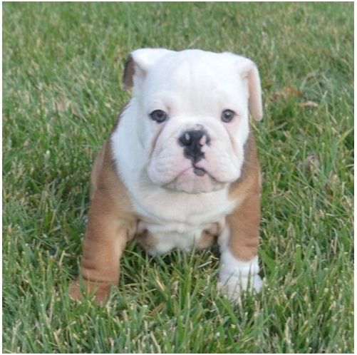 Reinrassige Englische Bulldoggen welpen
