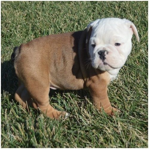 Reinrassige Englische Bulldoggen welpen