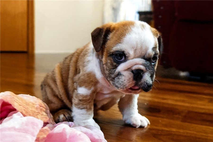 Reinrassige Englische Bulldoggen welpen