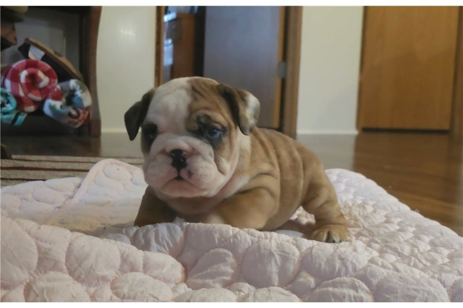 Reinrassige Englische Bulldoggen welpen