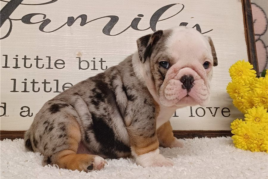 Reinrassige Englische Bulldoggen welpen