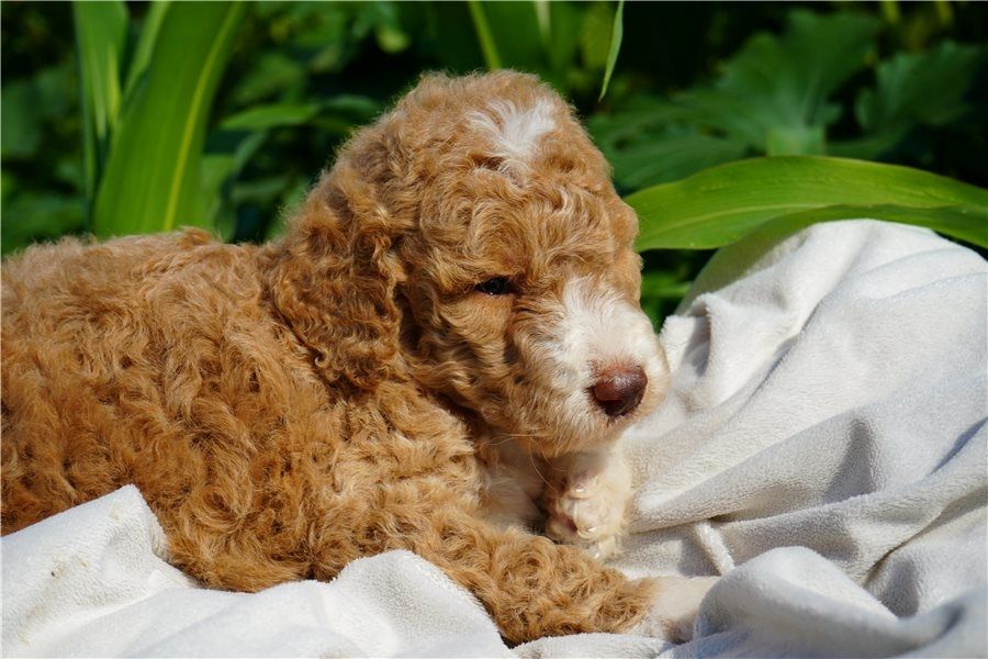Reinrassige Goldendoodle welpen