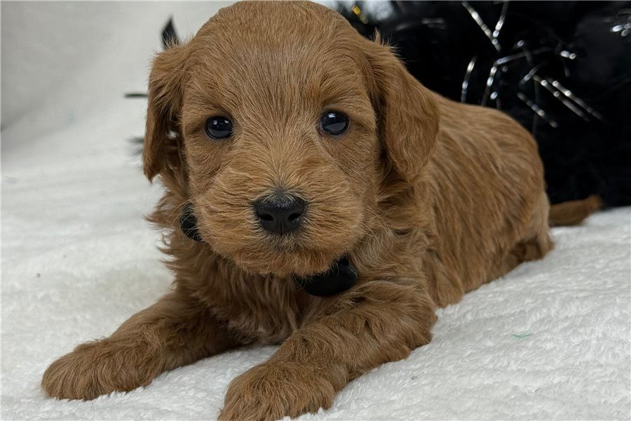 Reinrassige Goldendoodle welpen