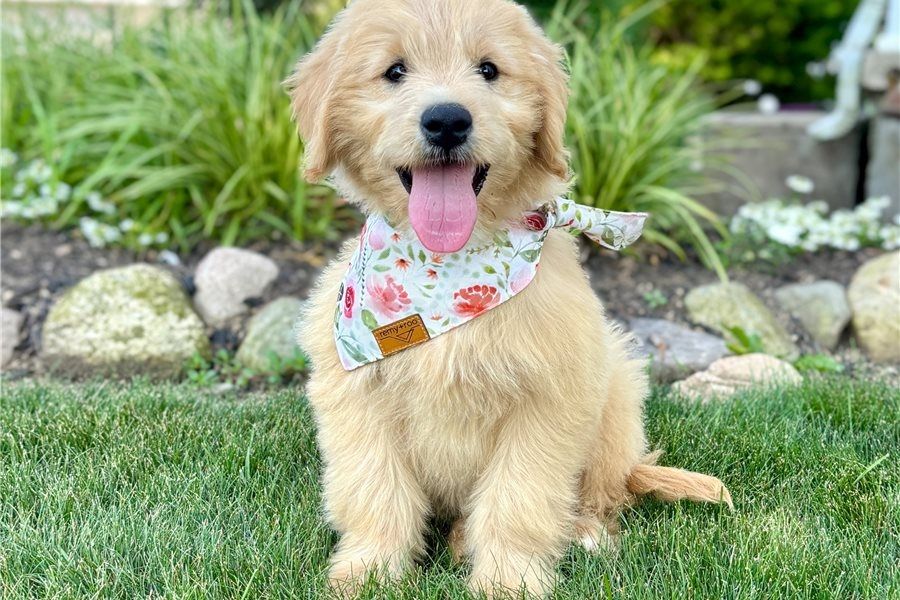 Reinrassige Goldendoodle welpen