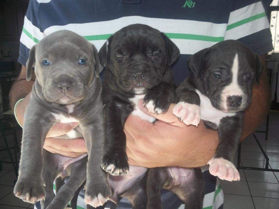 American Blue-Line Pit Bull Terrier Welpen ,,