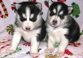 Huskywelpe sucht liebevolles Zuhause