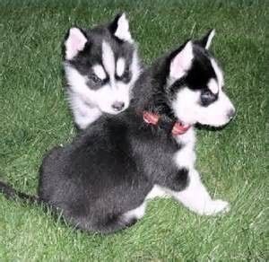 Huskywelpe sucht liebevolles Zuhause
