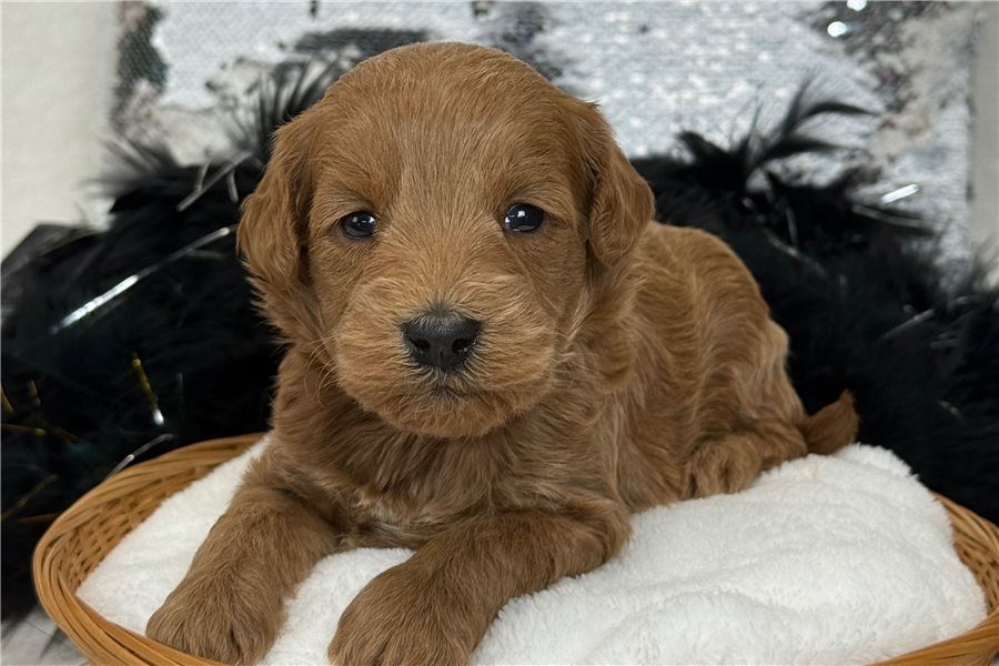 Reinrassige Goldendoodle welpen