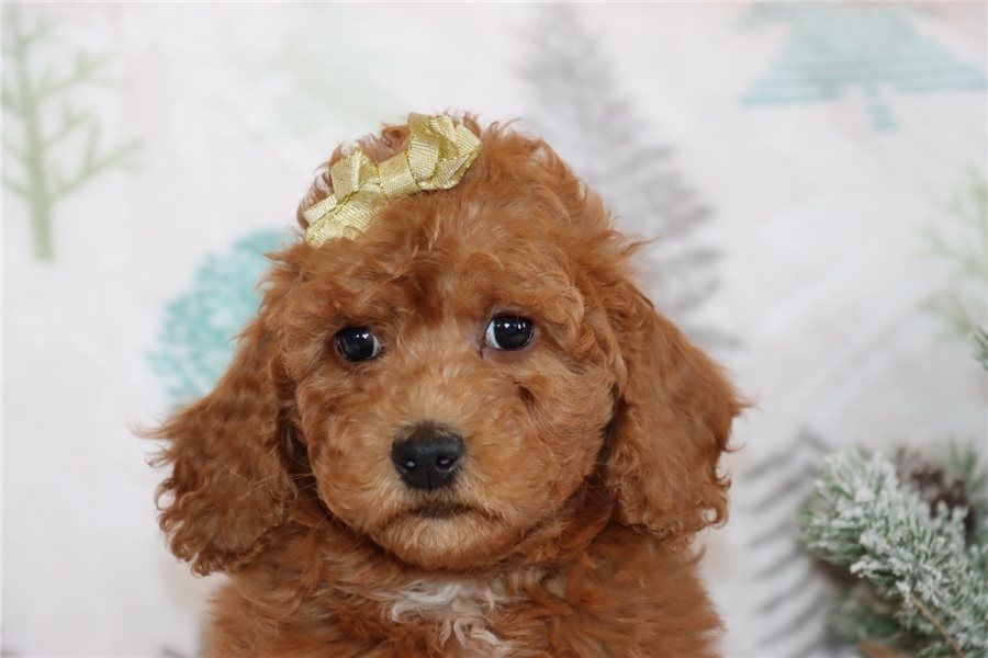 Reinrassige Goldendoodle welpen
