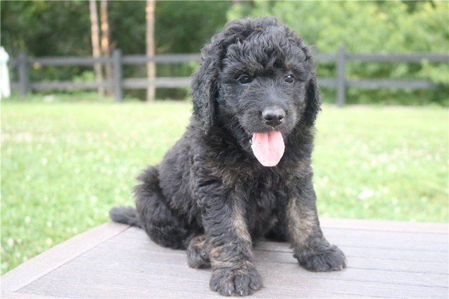 Reinrassige Goldendoodle welpen