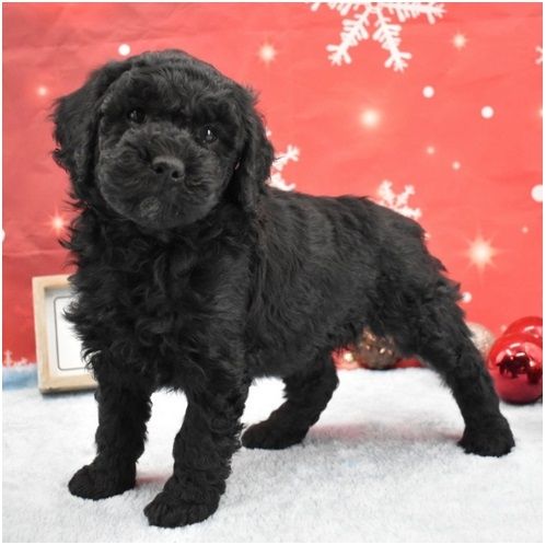Reinrassige Goldendoodle welpen