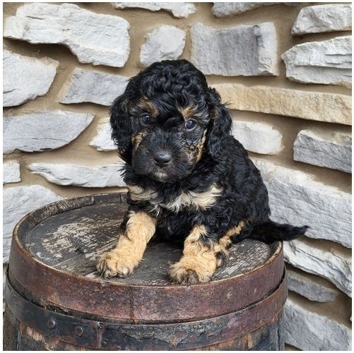 Reinrassige Goldendoodle welpen