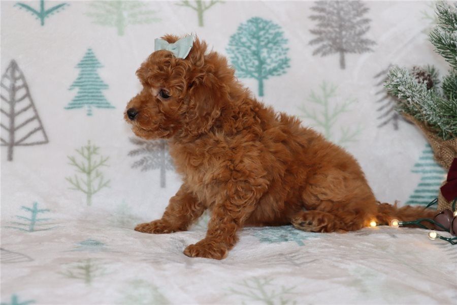 Reinrassige Goldendoodle welpen