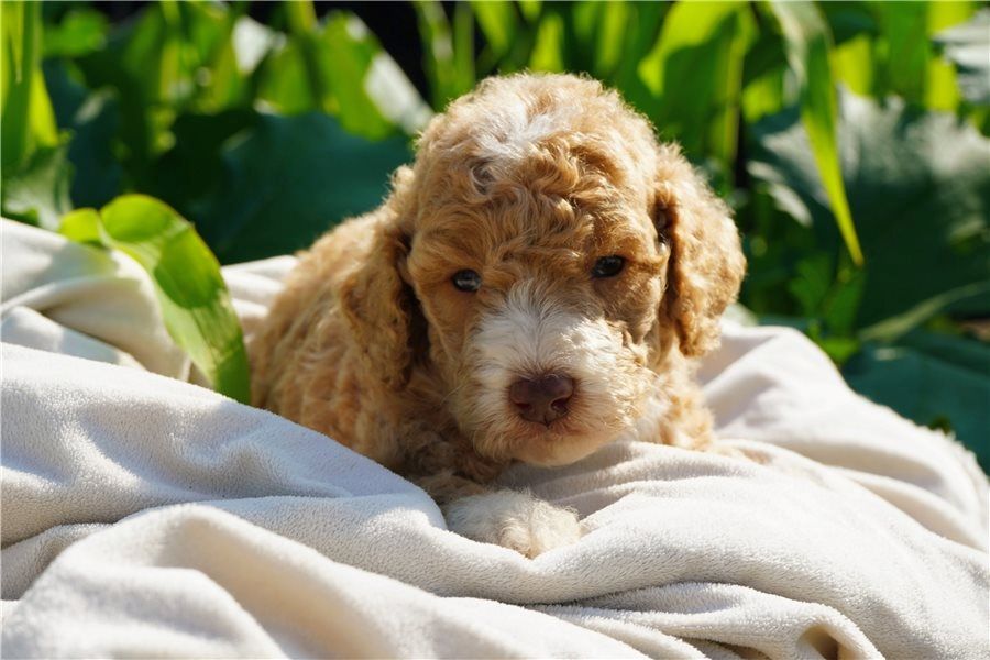 Reinrassige Goldendoodle welpen