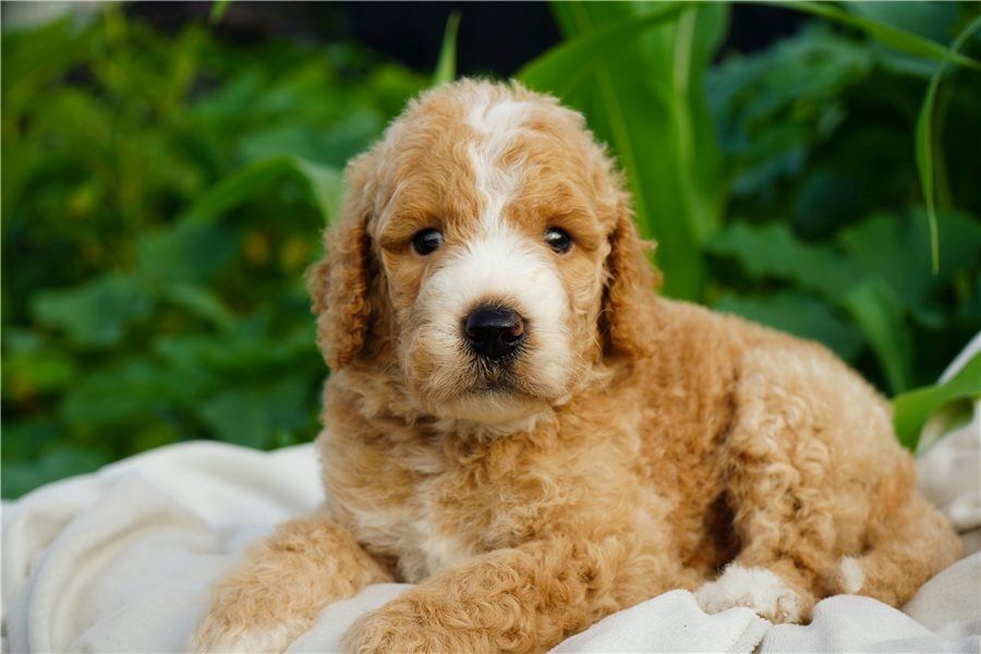 Reinrassige Goldendoodle welpen