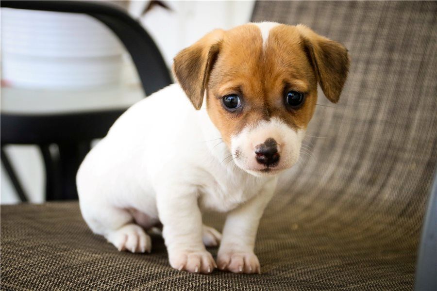 Reinrassige Jack Russell Terrier welpen