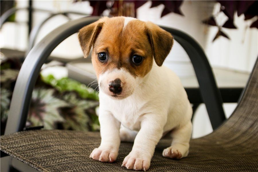 Reinrassige Jack Russell Terrier welpen