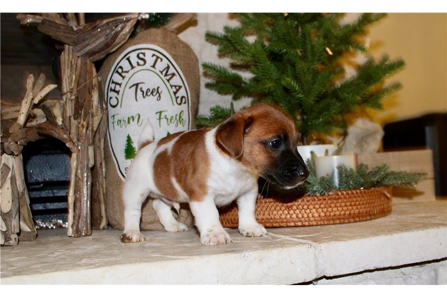 Reinrassige Jack Russell Terrier welpen