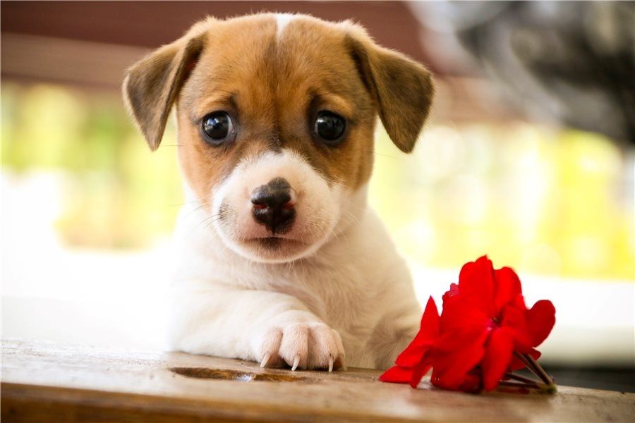 Reinrassige Jack Russell Terrier welpen