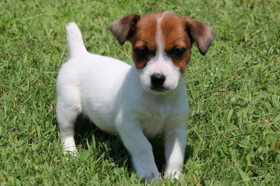 Reinrassige Jack Russell Terrier welpen