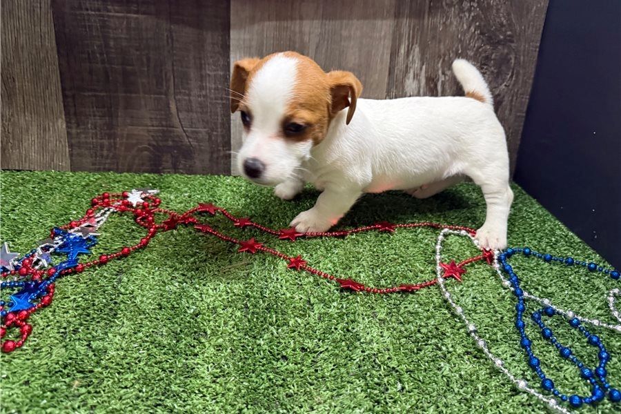 Reinrassige Jack Russell Terrier welpen