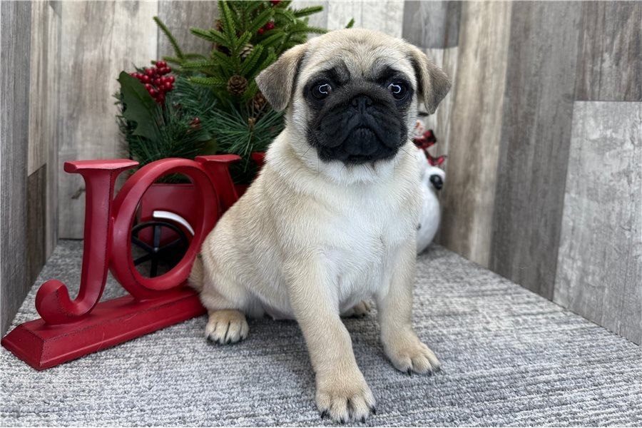 Reinrassige Mops welpen