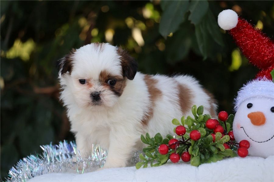 Reinrassige shih tzu welpen