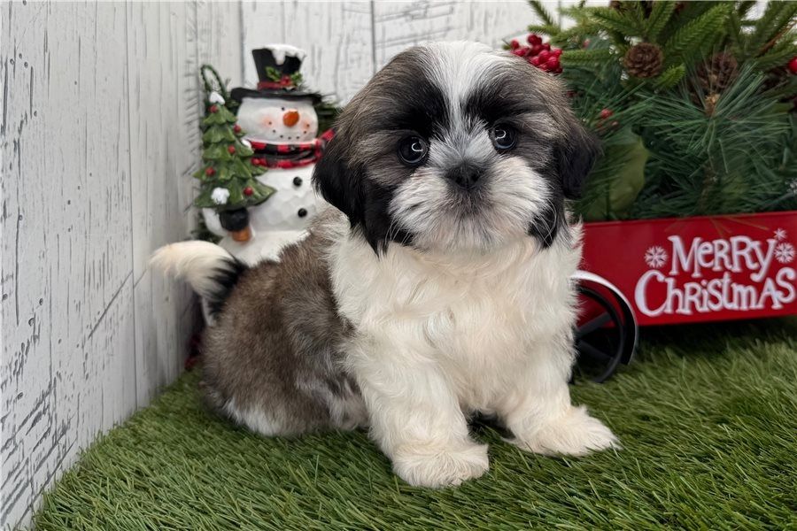 Reinrassige shih tzu welpen