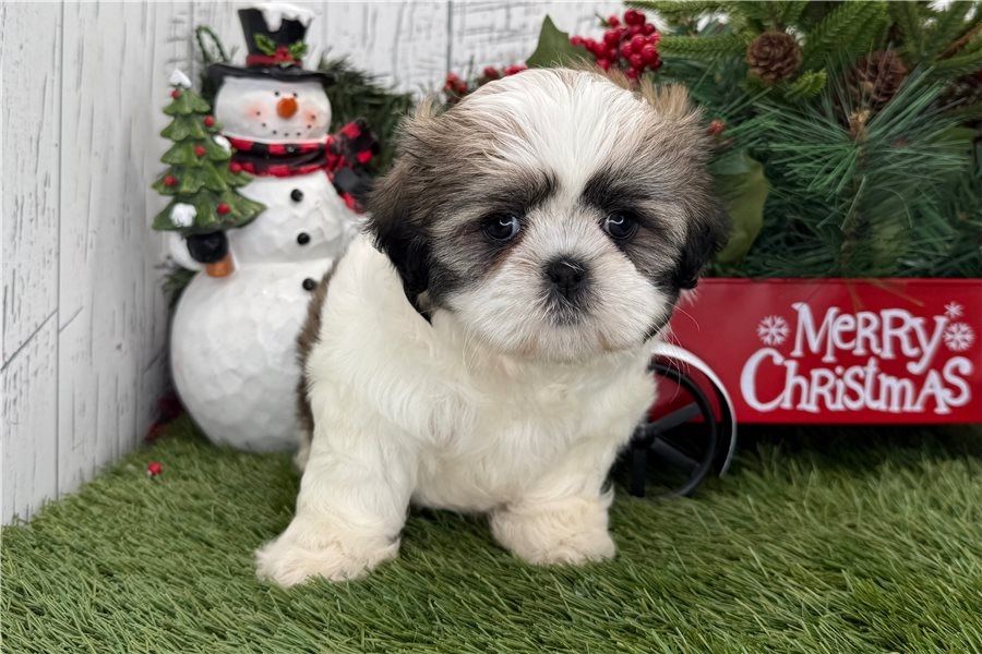 Reinrassige shih tzu welpen