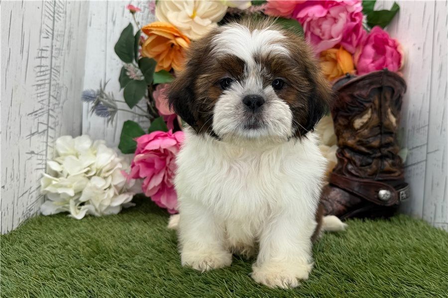 Reinrassige shih tzu welpen