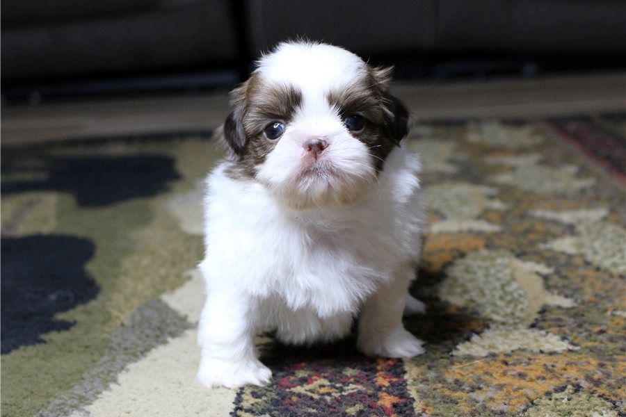 Reinrassige shih tzu welpen