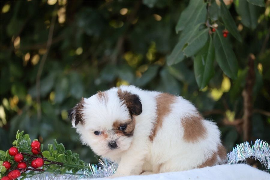 Reinrassige shih tzu welpen