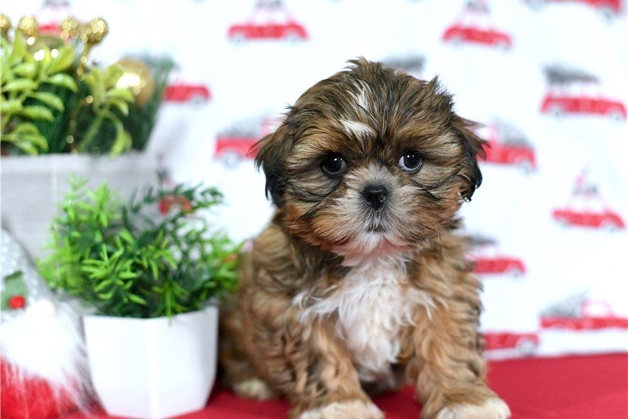 Reinrassige shih tzu welpen