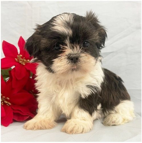 Reinrassige shih tzu welpen