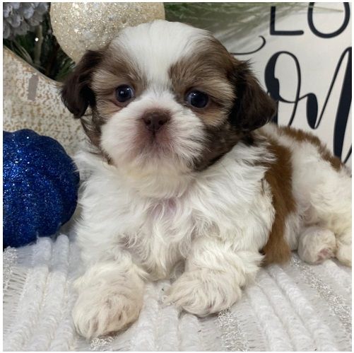 Reinrassige shih tzu welpen