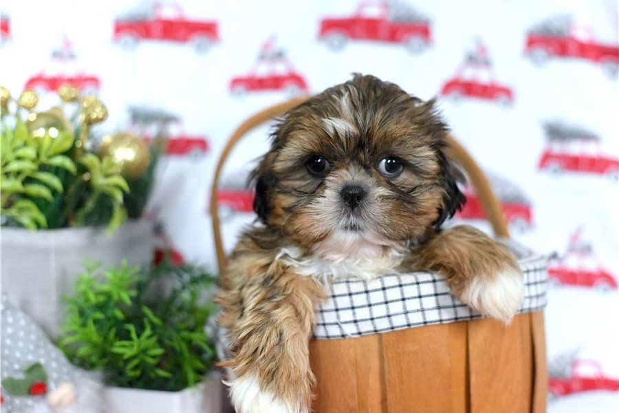 Reinrassige shih tzu welpen