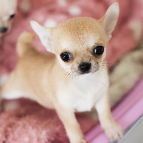 Sehr liebevolle Chihuahua-Welpen