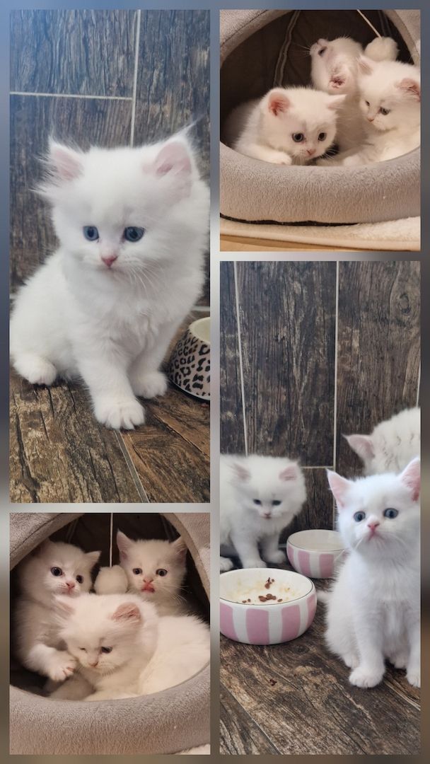 Britisch langhaar kitten
