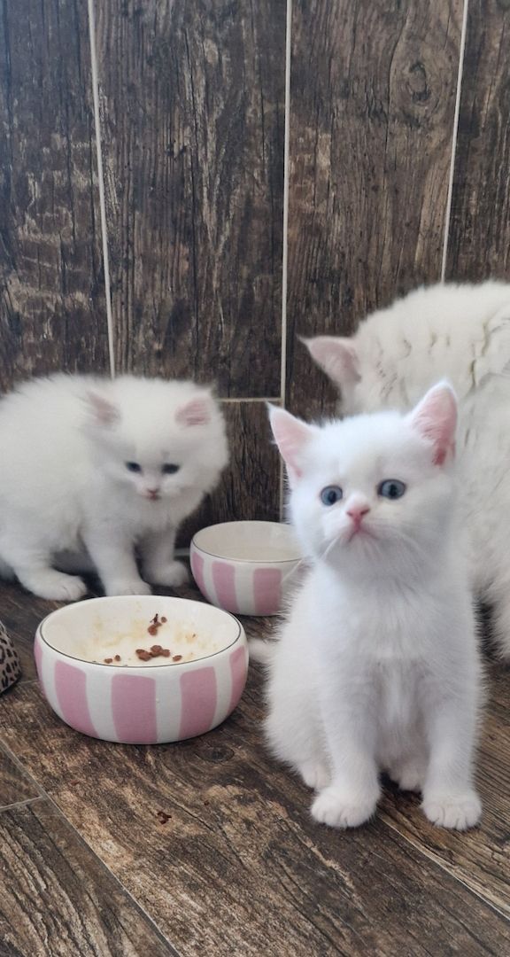 Britisch langhaar kitten