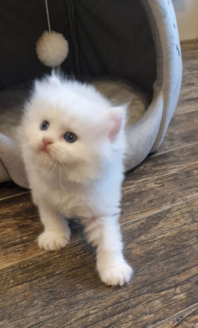 Britisch langhaar kitten