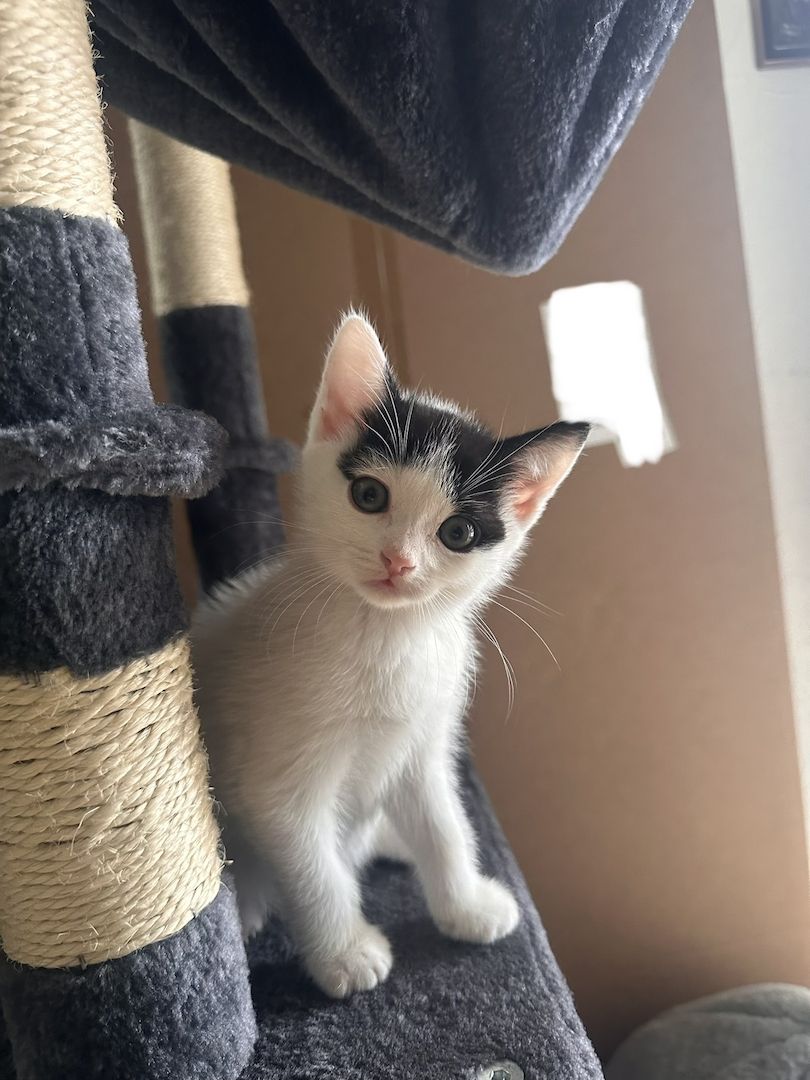 BKH-Mix Kater suchen ihr neues Zuhause