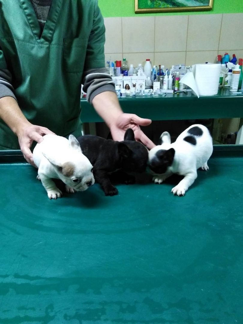 Französische Bulldogge Welpen,,