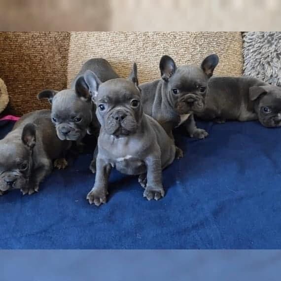 Französische Bulldoggen-Welpen suchen ein neues Zuhause